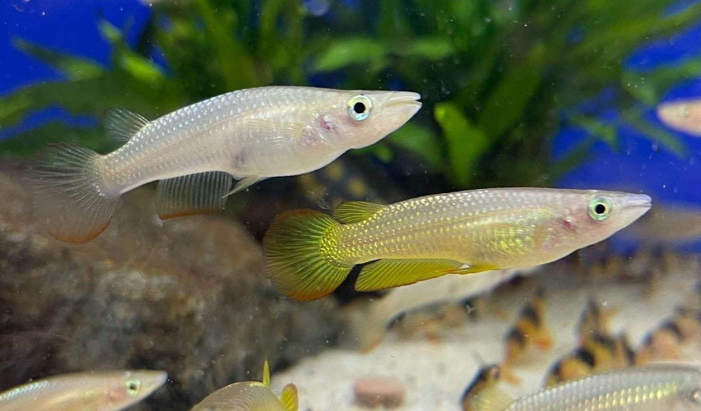 Beautiful Panchax in a breeding community tank