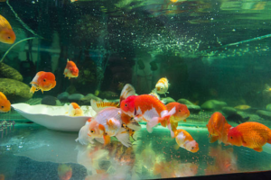 Complete Ranchu Goldfish Care Guide History Characteristics And Best