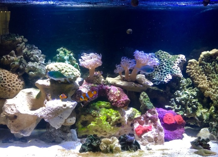 Pictured, beautiful aquascaped clownfish aquarium