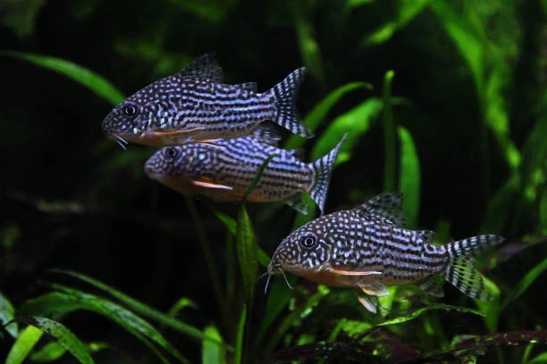 Sterba’s Corys love moving in groups