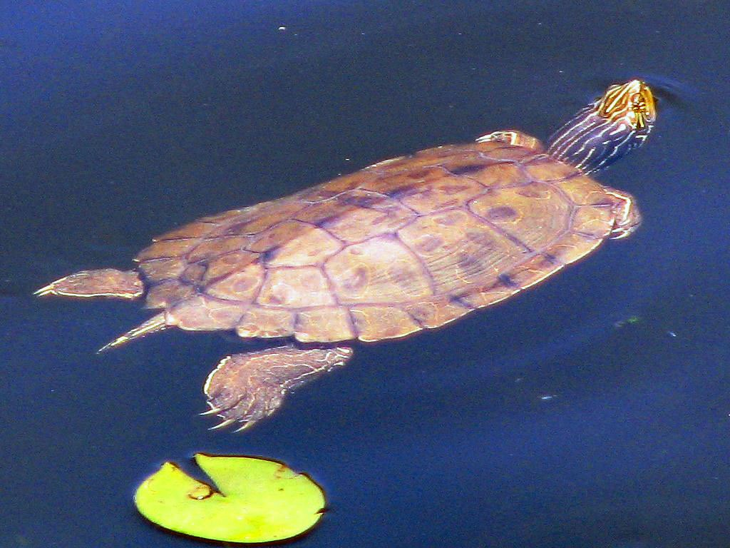 Female Map turtles are larger than the Males by a wide margin