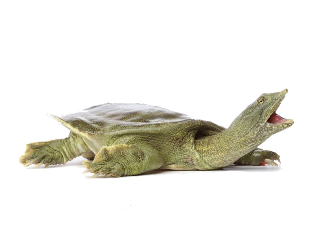 Chinese Softshell Turtles have smooth shells and dangerously sharp mouths