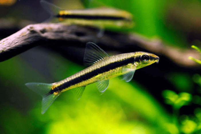 Siamese Algae Eater
