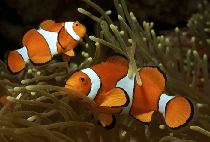 Clownfish Family