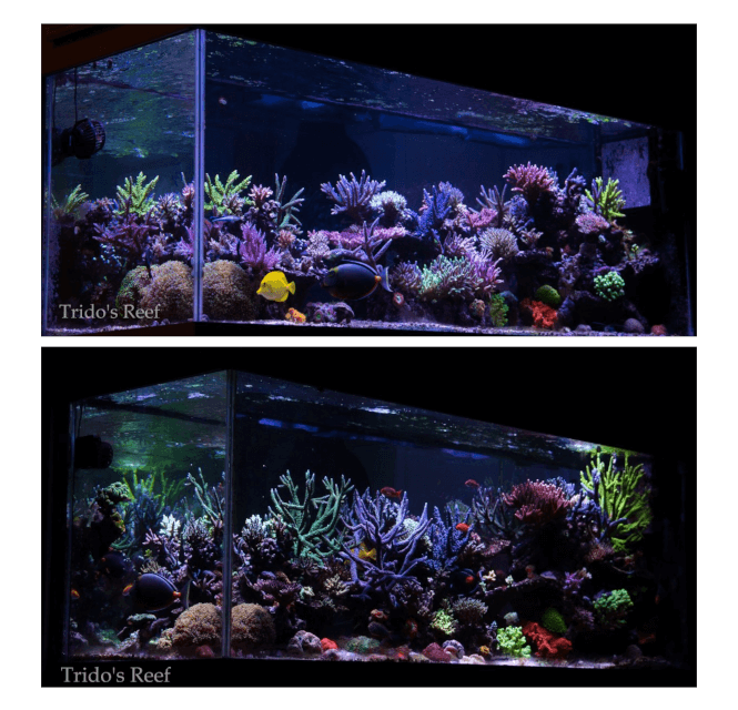 1-year growth in a reef aquarium fed with Benereef