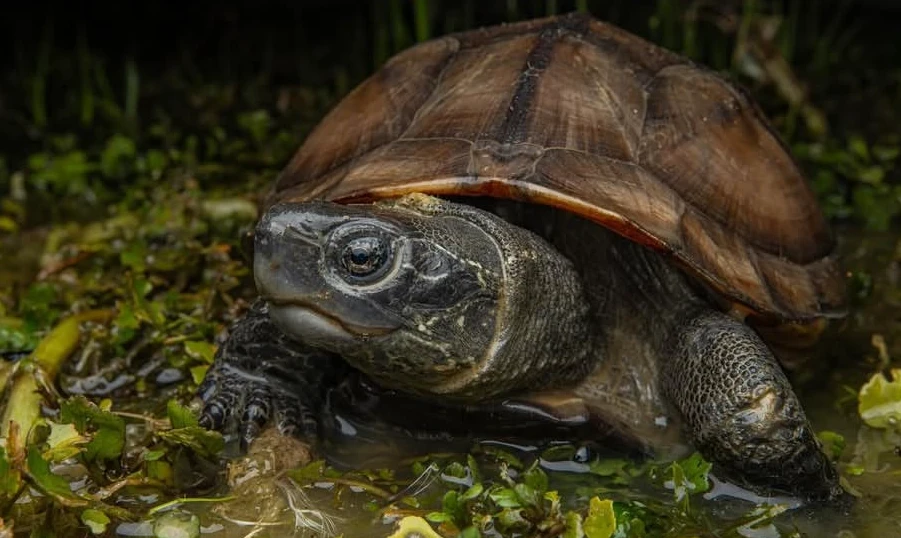Older Reeves’ Turtles eat plant-based food more than animal-matter - image Source: Instagram | Artur.Tomaszek.Photo
