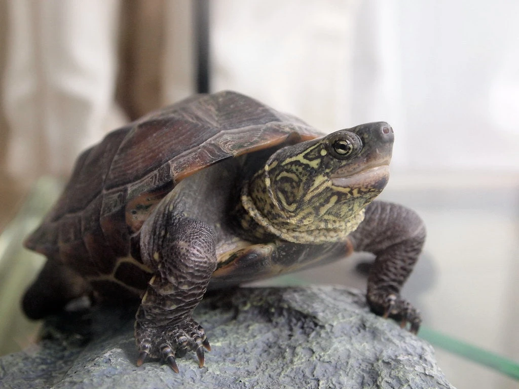 A Reeves’ Turtle resting on a rock in its aquascaped enclosure