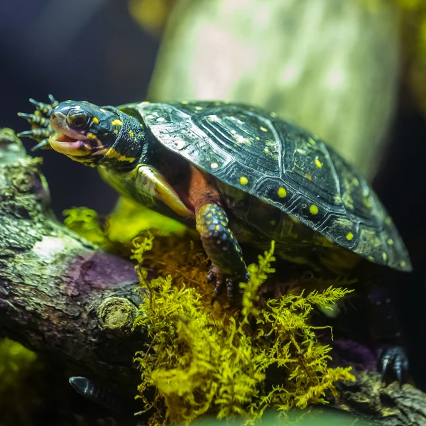 A Spotted Turtle with orange dots on its black body and yellow dots on its black carapace