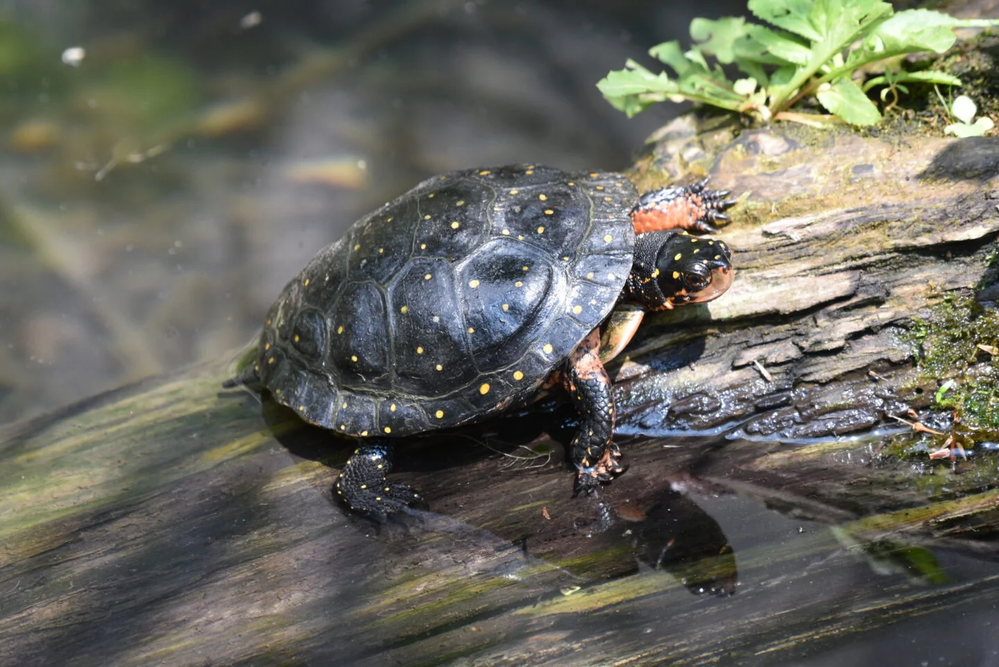 A Spotted Turtle basking in its natural habitat - Image Source: Canadian Geographic