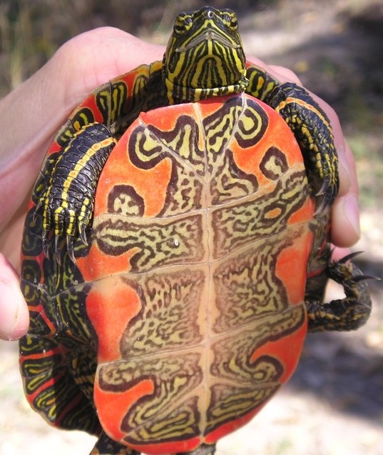 Check your pets periodically for shell condition