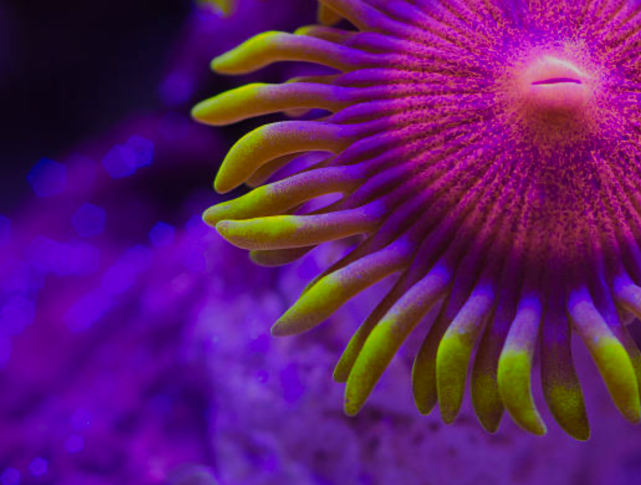 Zoanthids