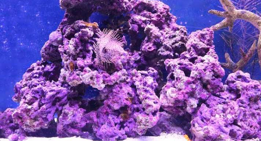 A purple live rock