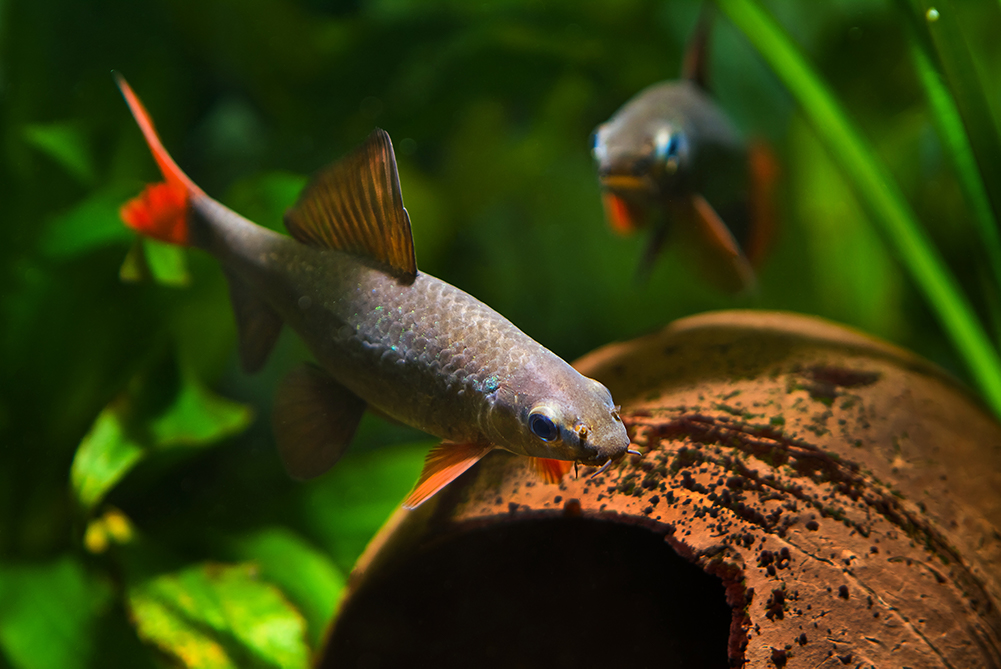Rainbow Sharks exploring their lush tank