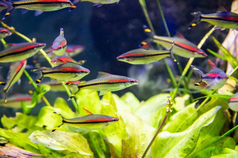 A group of Roseline Torpedo Sharks in their aquascaped tank