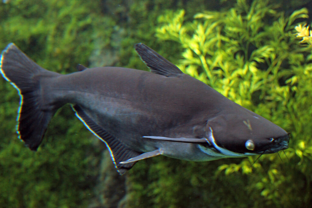 A happy and healthy iridescent shark