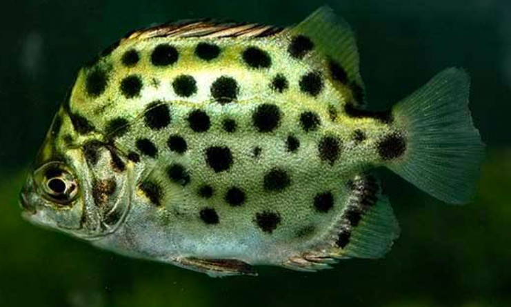 Spotted Scat fish