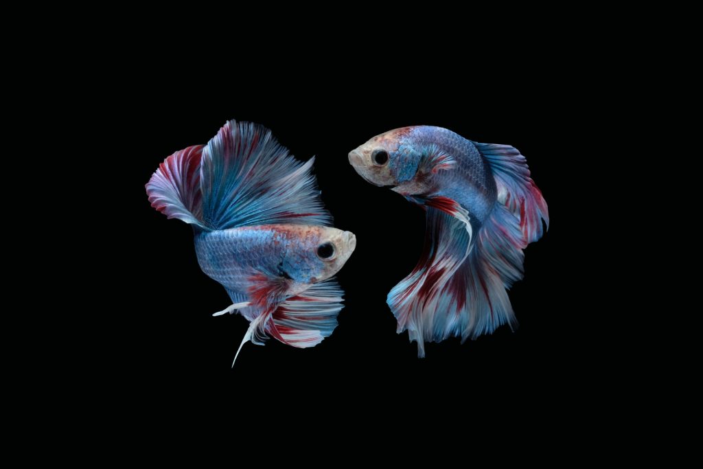 Can Beta Fish Live Together?