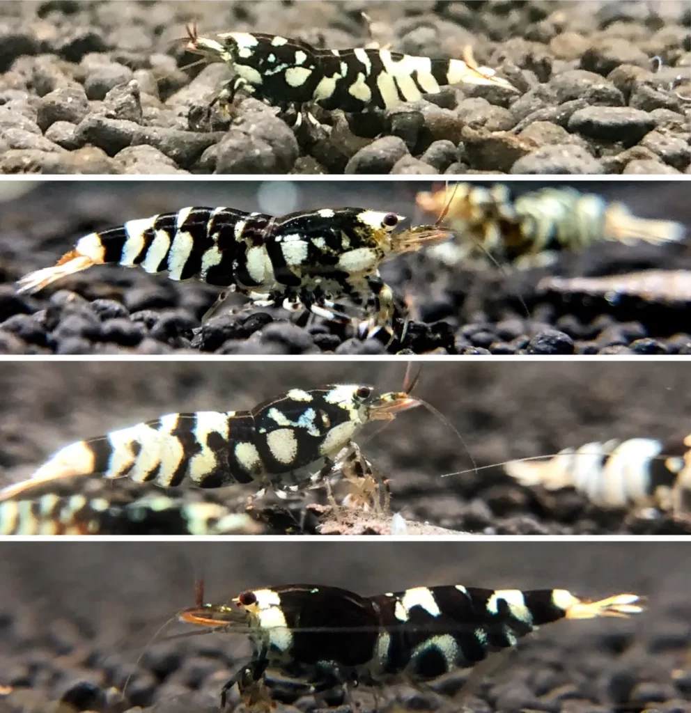 Identifying Black Fancy Tiger shrimp just got easier. Let’s go!