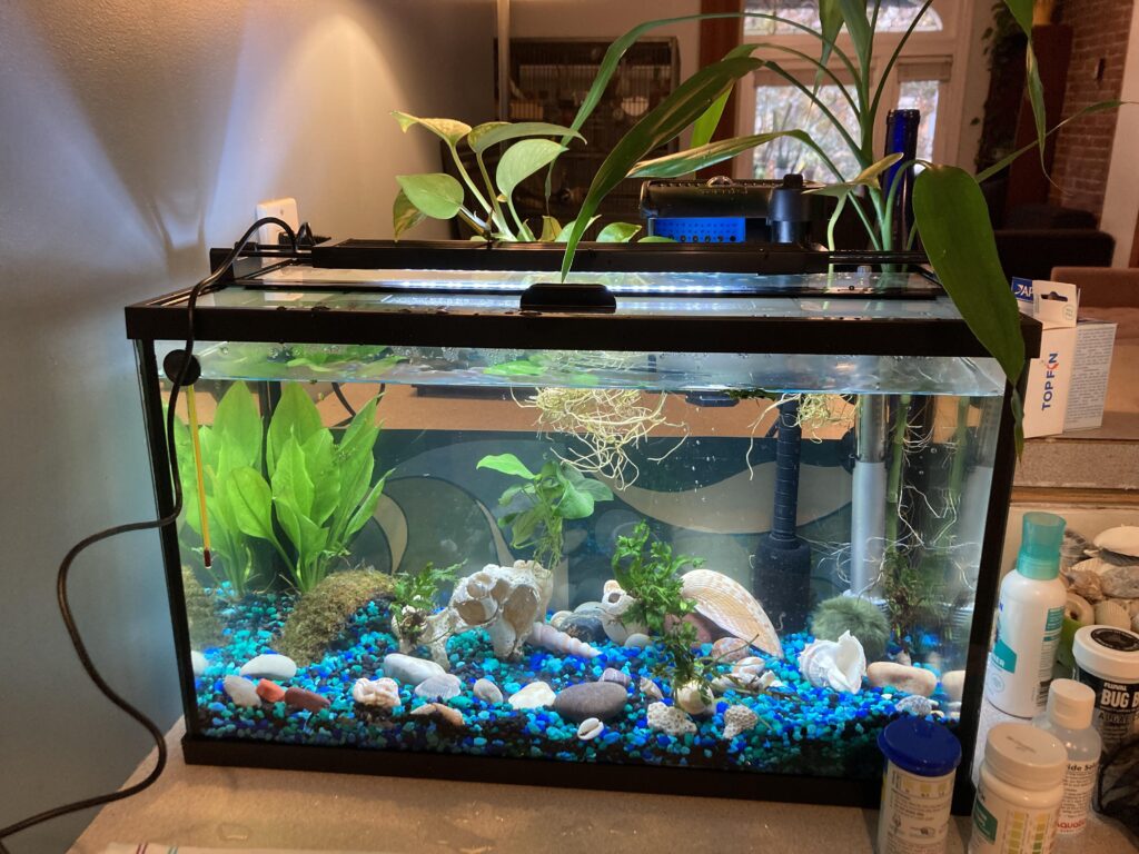 Popular Fish Species Suitable for a 10 Gallon Fish Tank