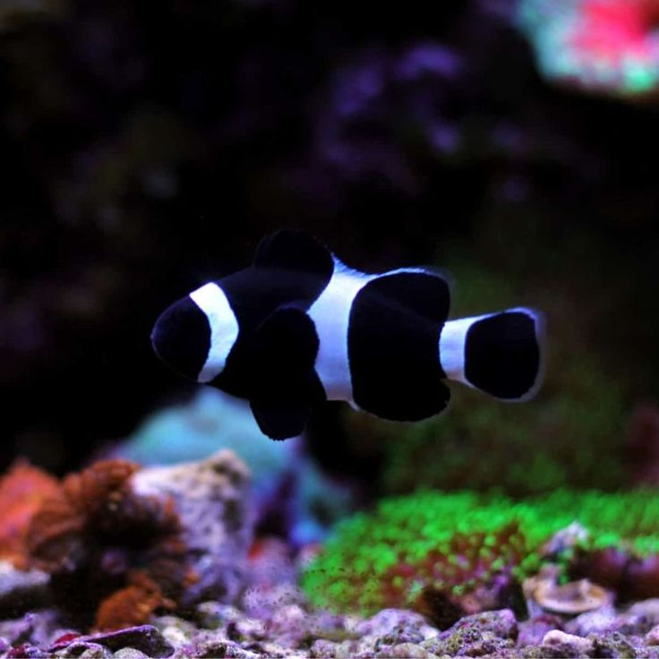 Darwin Black Ocellaris