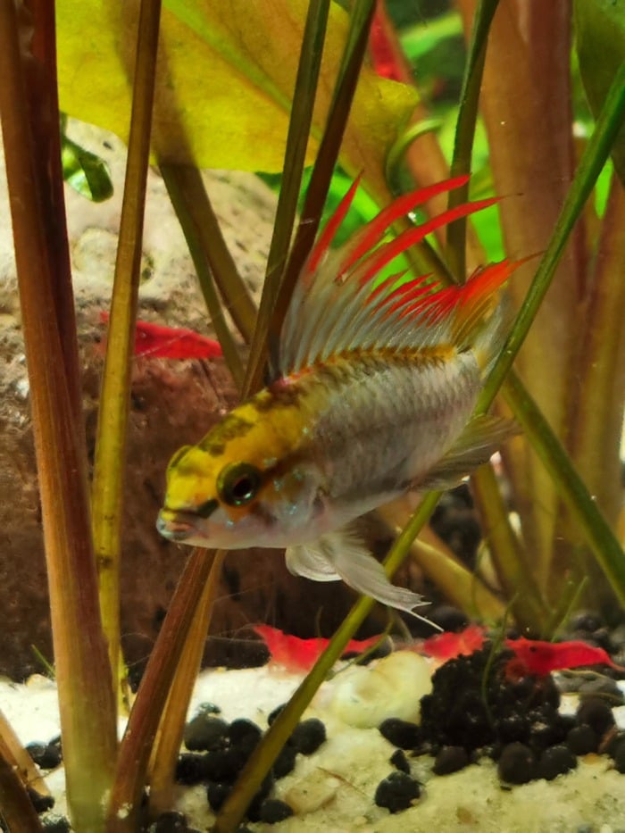 Pictured, Apistogramma trifasciata with a bright red top fin
