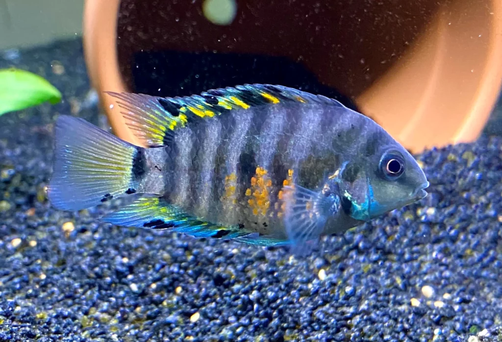 Convict Cichlid