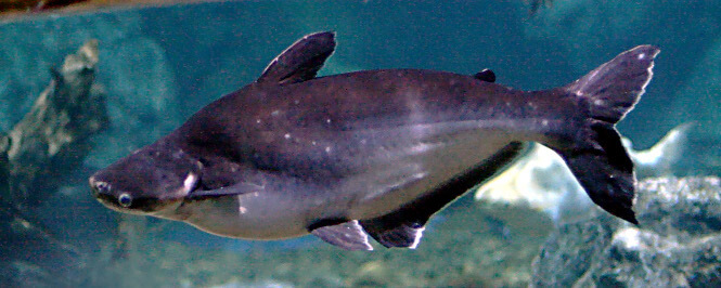Iridescent shark catfish