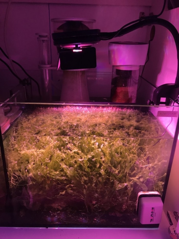 ai prime chaetomorpha growth day fourteen