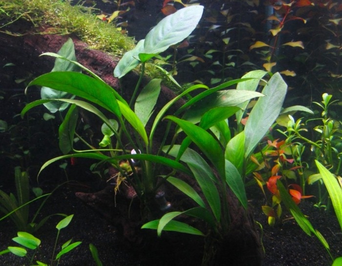 anubias congensis