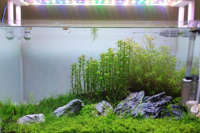 aquarium lighting