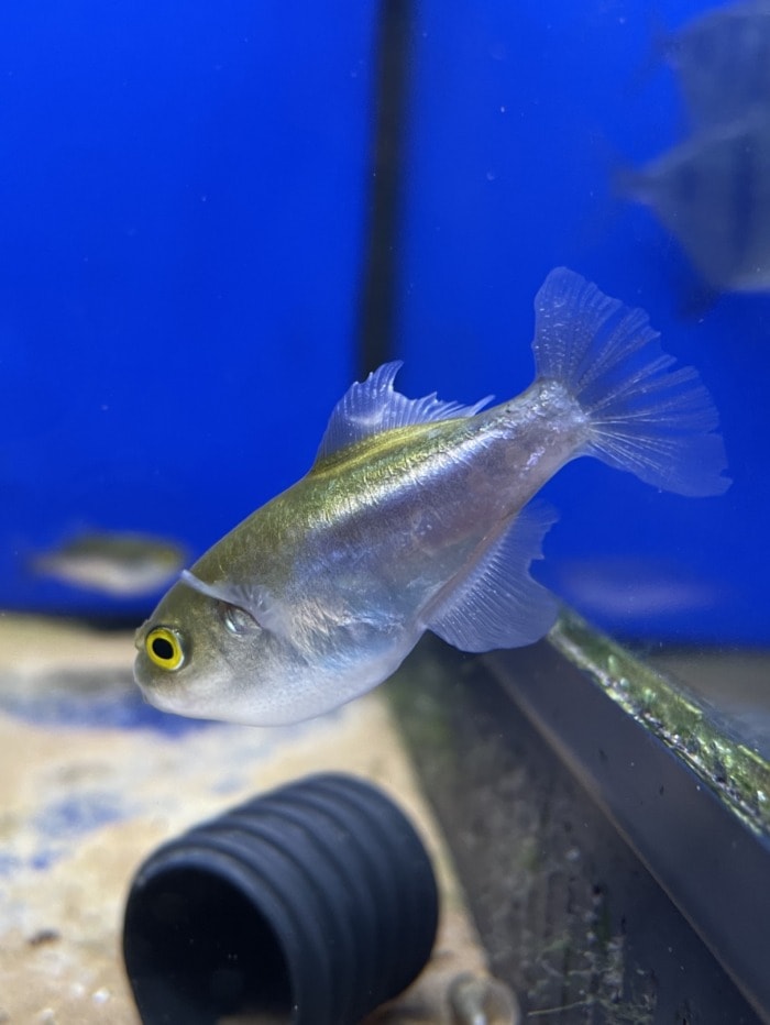 avocado puffer