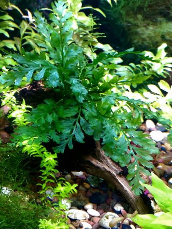 baby leaf mini