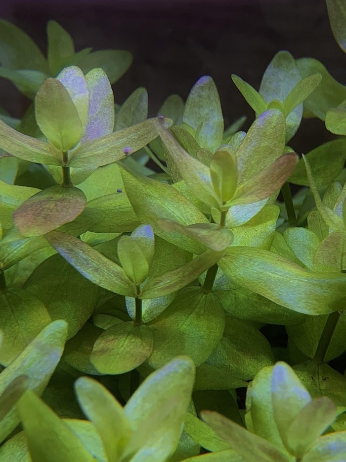 Pictured, bacopa caroliniana