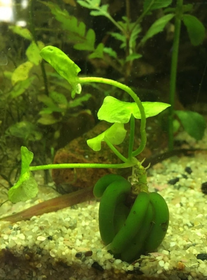Pictured, banana plant