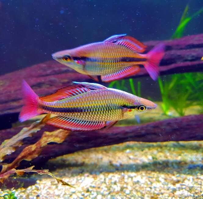 Two Banded Rainbowfish with extremely vibrant color