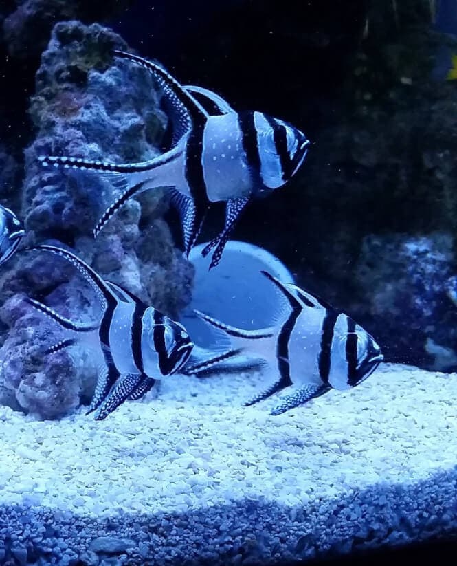 Three Banggai Cardinalfish roaming around in an aquarium.