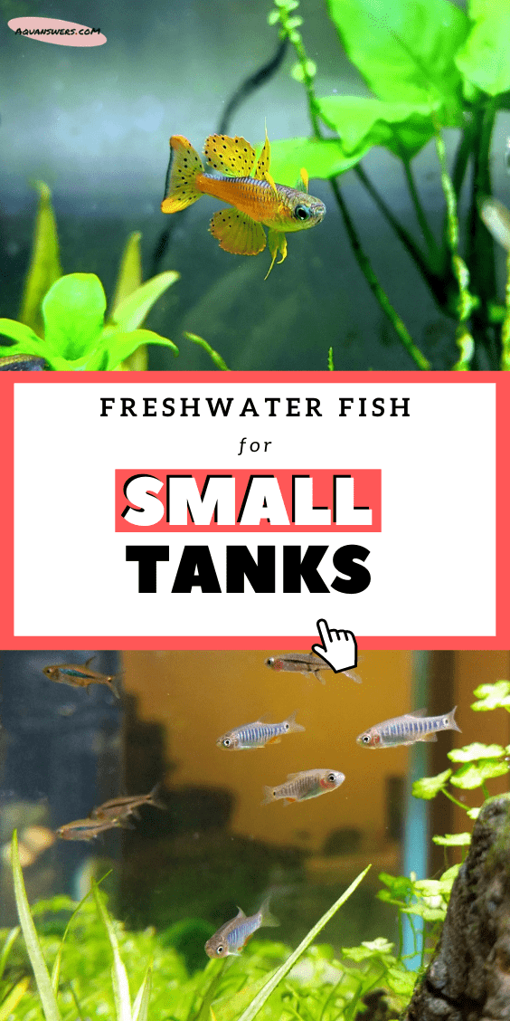 fish for small tanks poster