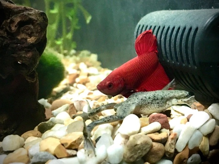 betta and african dwarf frog