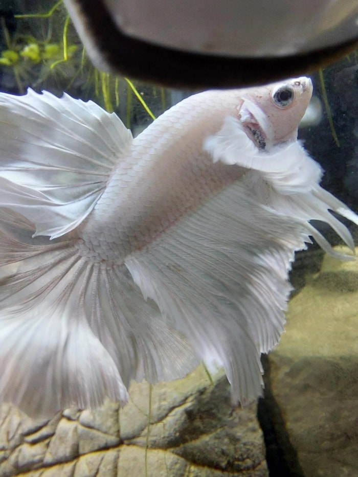 Betta rose white platinum dragon