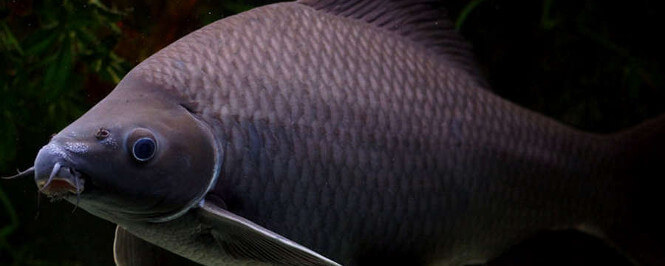 Black shark minnow