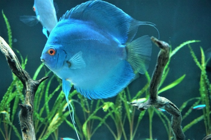 Pictured, blue discus fish