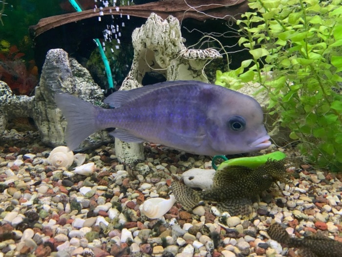 Pictured, blue dolphin cichlid