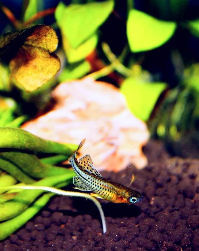Blue-Eyed Spotted Rainbowfish
