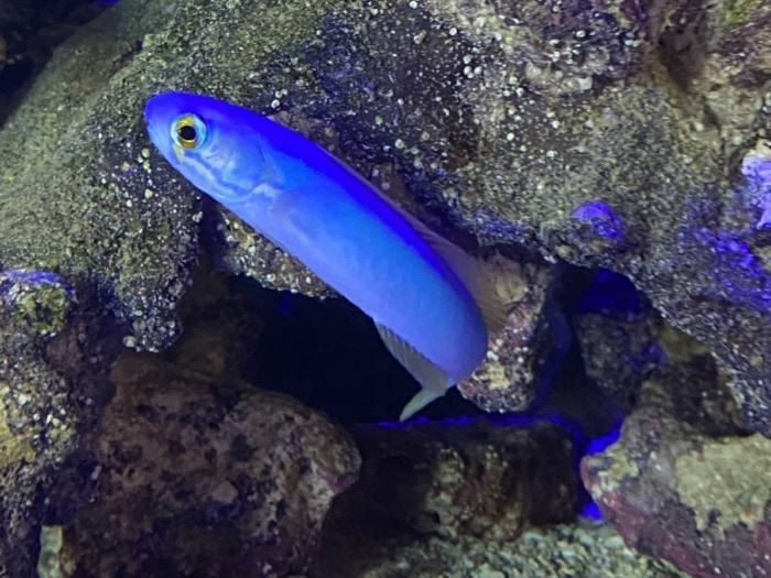 Pictured, blue gudgeon dartfish