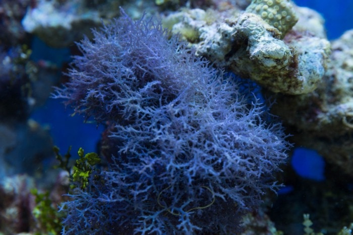 blue hypnea
