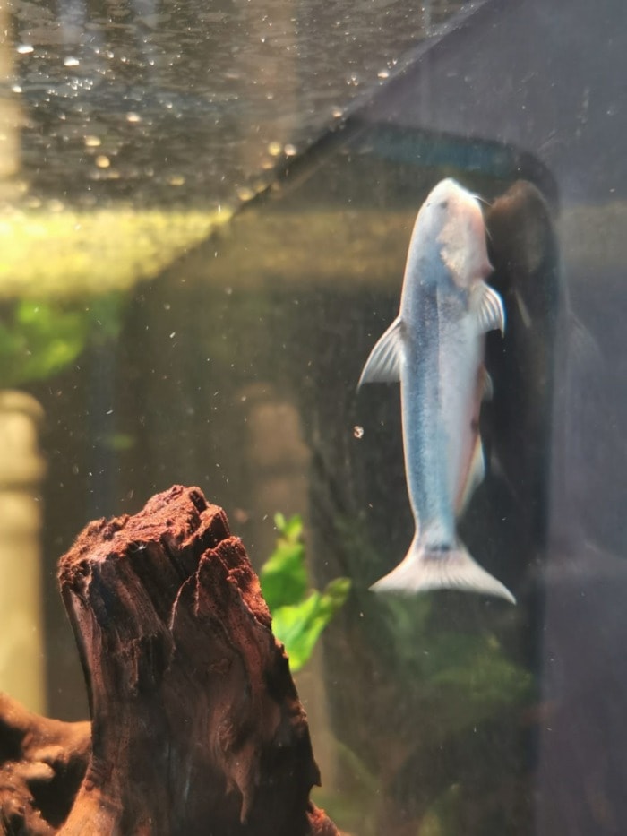 Pictured, blue whale catfish