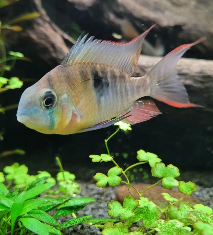 Pictured, bolivian ram