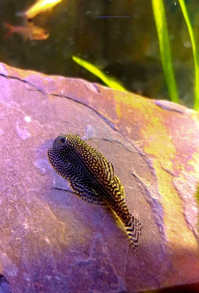 A Chinese Hillstream Loach on a rock