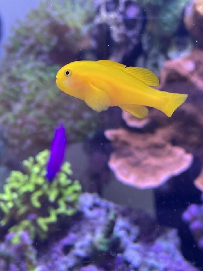 Pictured, A clown goby patrolling its aquarium