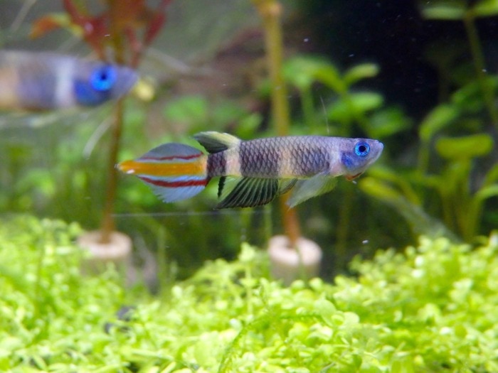 Clown killifish